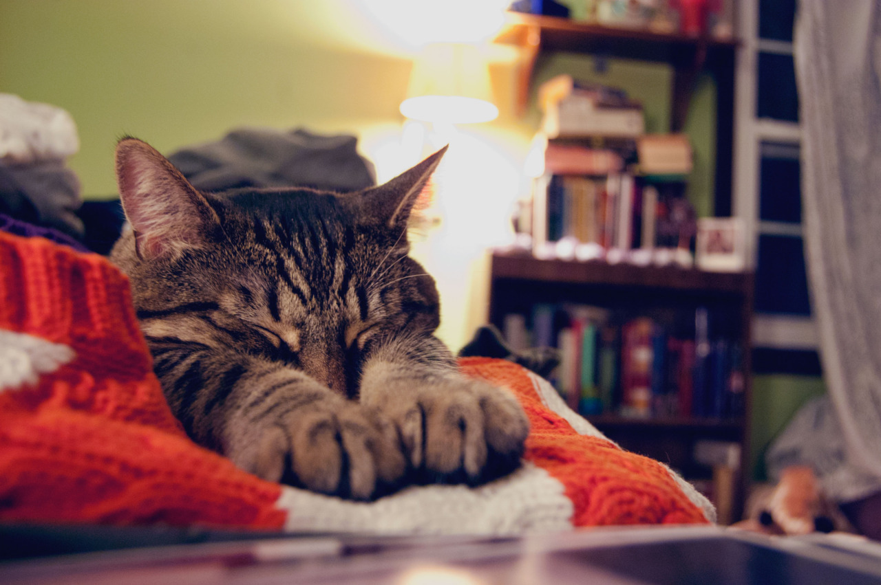Litle Pets